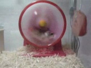 Vidéo animaux hamster-ca tourne