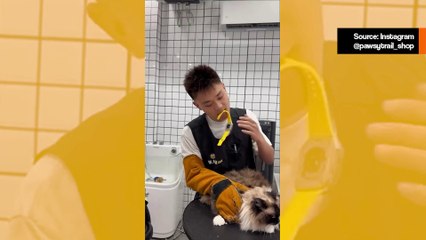 Video näyttää, millaista on huolehtia erittäin aggressiivisesta kissasta.