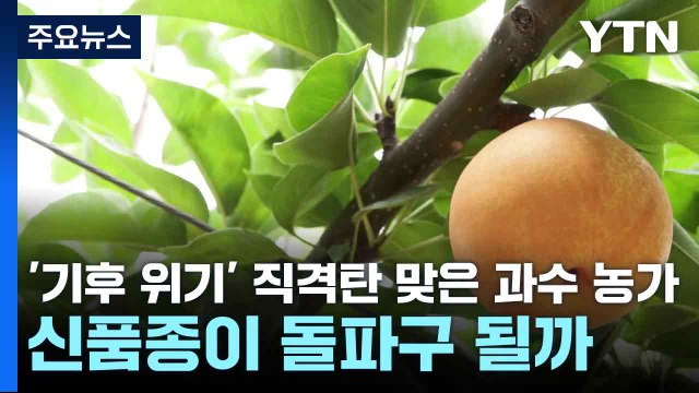 '기후 위기' 직격탄 맞은 과수 농가...신품종이 돌파구 될까 / YTN