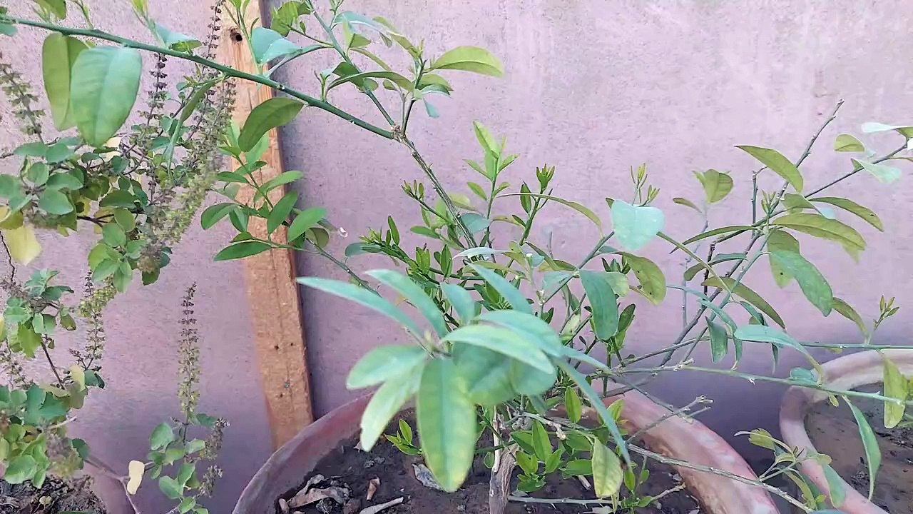 lemon plant say zadah limboo kese layn l नींबू का पौधा ज़दा लिंबू केसे लेन l neemboo ka paudha