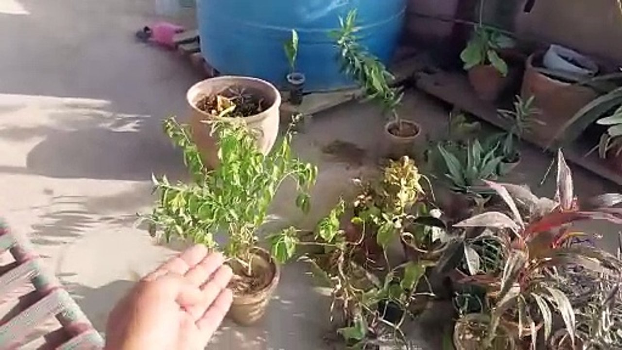 my new plants for rooftop garden میرے نئے پودے मेरे नये पौधे