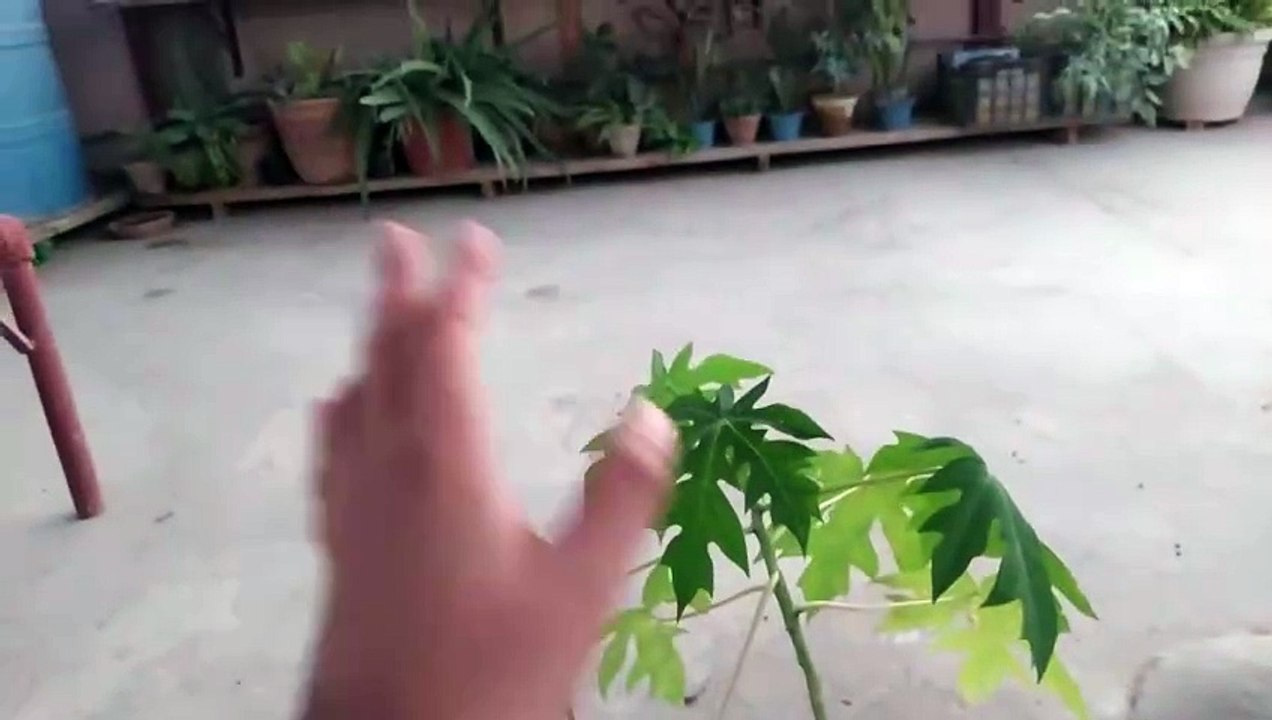 papeetay ka podah beej say ghar may ugayn पपीते का पोदा बीज से घर मय उगें  پپیتے کا پودا۔