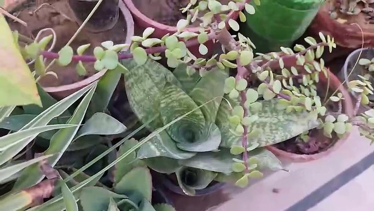 My rooftop garden plants variety, names of plants in Urdu, Hindi and English