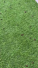 Las cabras invaden una instalación deportiva en San Lorenzo que costó 3 millones de euros