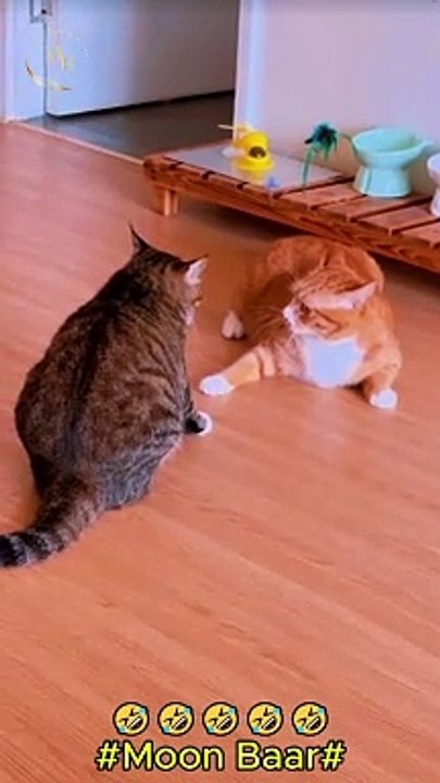 Cats video\Moon Baar
