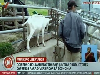Mérida | Gobierno regional impulsa plan de desarrollo caprino para diversificar la economía