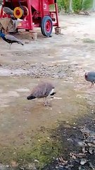 Peacock pair eating own egg