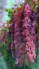 GARDEN OF GRAPES,,,