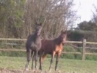 Tiger et Tchekhov, mâles nés en 2007