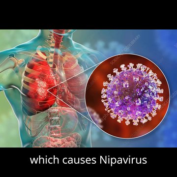 Nipah Virus Outbreak:What You need to know(2024)|Nipah Virus Infections |Nipah Virus Outbreak:What You need to know(2024)|Nipah Virus Infections |