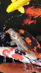 ASMR - KOI fish pond