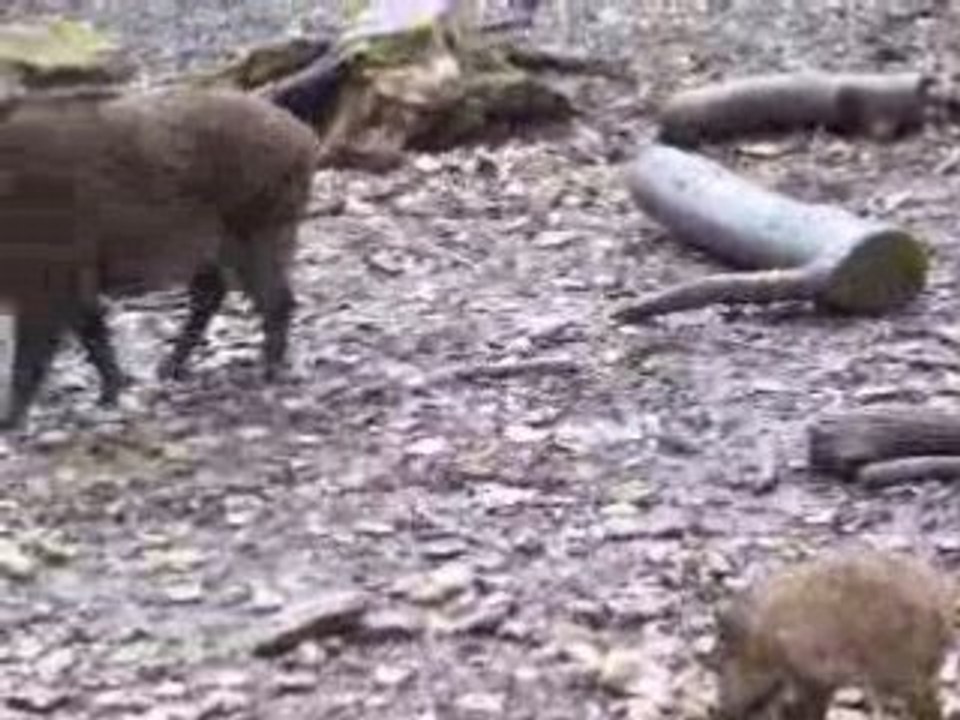 Sangliers dans la forêt ! ! !