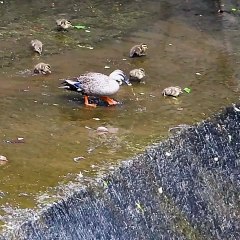 Mother teaching baby ducks to slide [Cute Wild Animals]