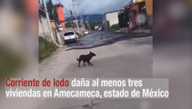 Corriente de lodo daña al menos tres viviendas en Amecameca