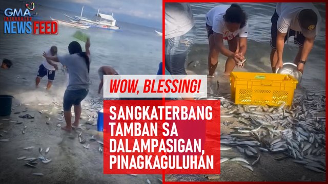 Wow, blessing! Sangkaterbang tamban sa dalampasigan, pinagkaguluhan | GMA Integrated Newsfeed