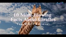 10 Mind-Blowing Facts About Giraffes You Won’t Believe!