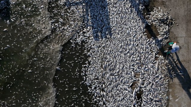 İzmir Büyükşehir Belediye Başkanı Tugay: Ölü balık getirildi demedim