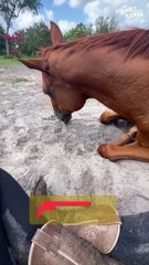 Horse Naps in Rider's Lap! ❤️