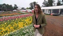 Canberra prepares for influx of visitors for annual flower festival