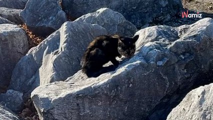 Après plusieurs tentatives pour sauver un chaton du froid, ils trouvent la solution sur leurs chaussures (vidéo)