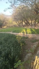 Mohmand agency Ghanam Sha village