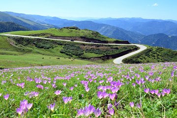 Karadeniz'de 'vargit'ler çiçek açtı: Yaylalardan muhteşem manzaralar