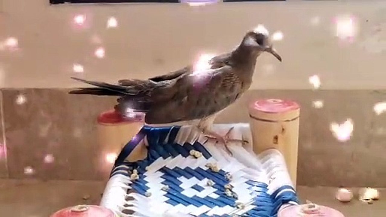 Pigeon || pet Pigeon || petanimal || birds life || bird