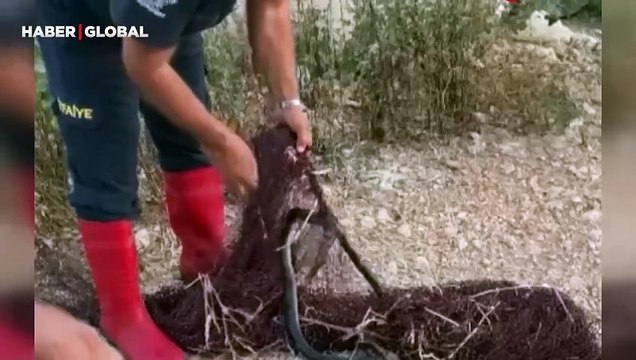 Hatay'da balık ağına takılan kara yılan böyle kurtarıldı