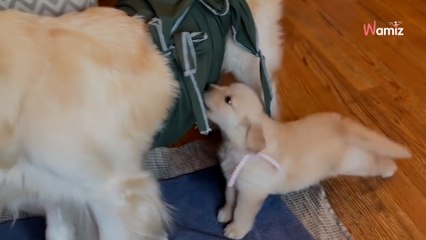 Télécharger la video: Golden-Retriever-Welpe, der sauer ist, dass keine Milch mehr kommt, bringt alle zum Schmunzeln