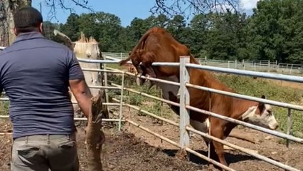 Quick-thinking rescuers use a tractor to safely free a cow trapped after an attempt to jump a fence