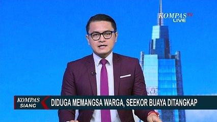 Diduga Mangsa Warga yang Sedang Mandi di Sungai, Seekor Buaya Berukuran Besar Ditangkap!