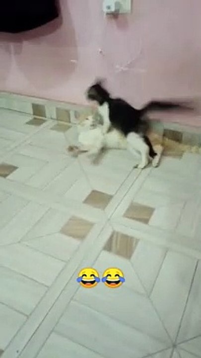 Funny Animals