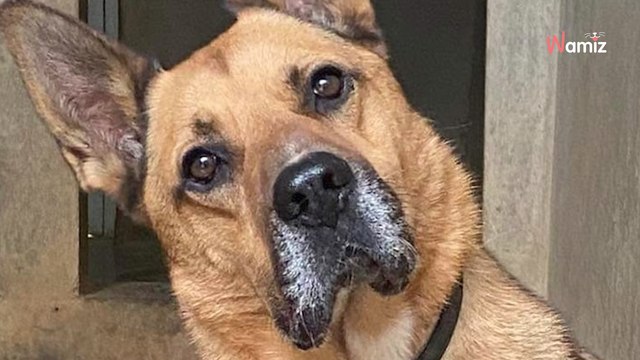 Après 5 ans de refuge, cet ancien chien maltraité a-t-il encore une chance de trouver une famille ?