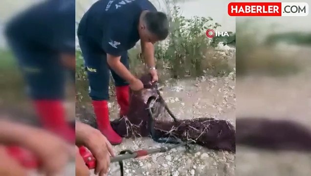 Hatay'da balık ağına takılan yılan itfaiye ekiplerince kurtarıldı