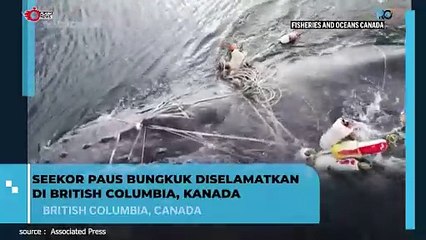 Penyelamatan Ikan Paus Punggung di Kanada