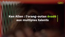 Ken Allen : l'orang-outan évadé aux multiples talents