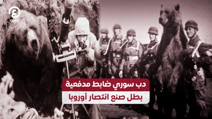 دب سوري ضابط مدفعية.. بطل صنع انتصار أوروبا