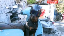 İstanbul'da Motosiklet Tamircisi Köpeğiyle Her Yere Gidiyor