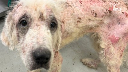 Maltraité au point de perdre ses poils, ce chien Patou s'est finalement métamorphosé après son arrivée au refuge