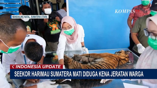 BBKSDA Sumatera Utara Autopsi Jasad Harimau Sumatera yang Mati Terkena Jeratan Warga