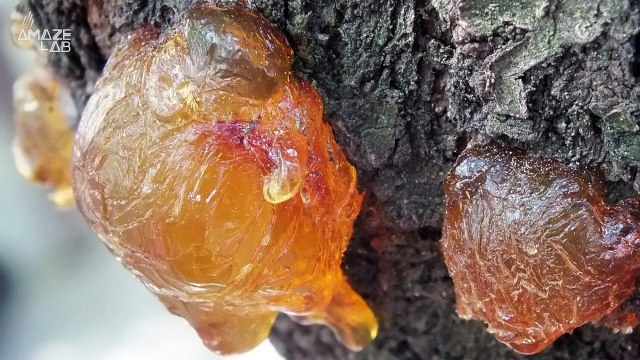 Stone Used as Doorstop Ends Up Being Ancient Amber Chunk Worth Over a Million Dollars