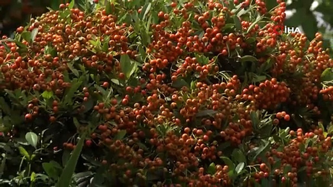 Yeşil ve Mavinin Buluştuğu Sapanca Gölü Sahili Çiçek Bahçesine Dönüştü