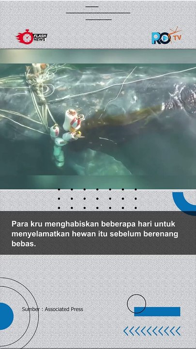 Seekor Paus Bungkuk Diselamatkan Di British Columbia, Kanada