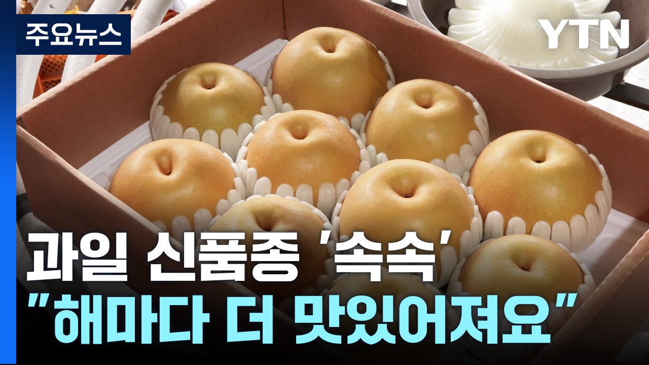 [녹색] "추석 과일 해마다 더 맛있어져요"...신품종 '속속' / YTN