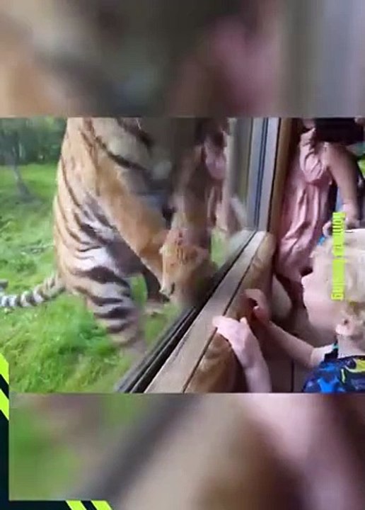 animal attack