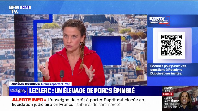 Un élevage de porcs, fournisseur de Leclerc, épinglé pour maltraitance animale