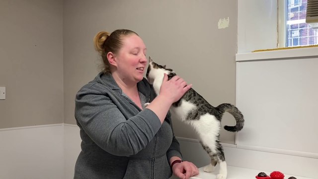 The Sheffield Cats Shelter’s plea for neutering as it tries to deal with over 100 cats in need