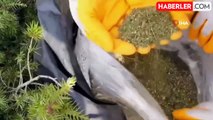 Diyarbakır'da 15 Milyon Kök Kenevir ve Skunk Ele Geçirildi