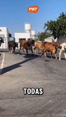 "Passando mal com o calor" Grupo de vacas é flagrado "indo se consultar" em UPA de MG