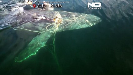 Entangled humpback whale freed after four-day rescue operation